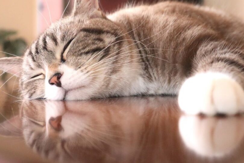 床の上で眠る猫