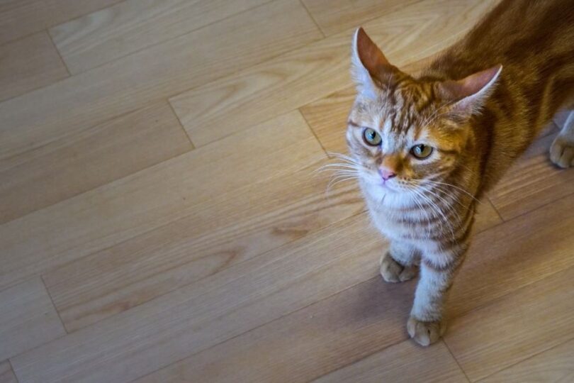 家の中を歩く猫